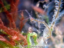 Skeleton shrimp 
From Anilao Pier 
Canon G16 + SubSee x... by Niti Siriravipas 